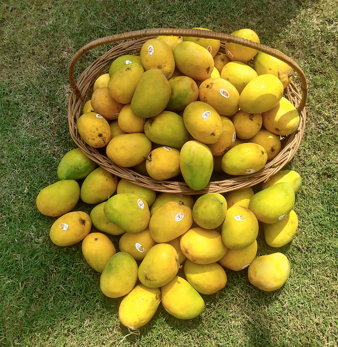 Alphonso Mangoes arrive at Tangelo
